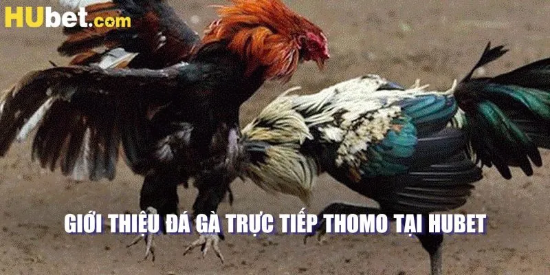 Giới thiệu đá gà trực tiếp thomo tại HUBET