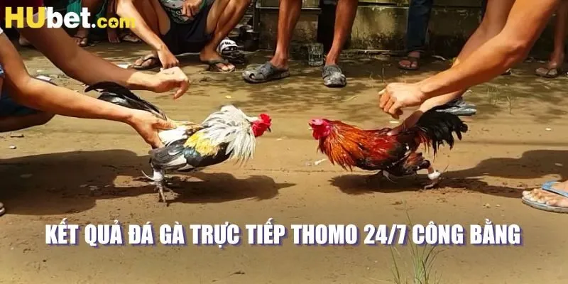 Kết quả đá gà trực tiếp thomo 24/7 công bằng