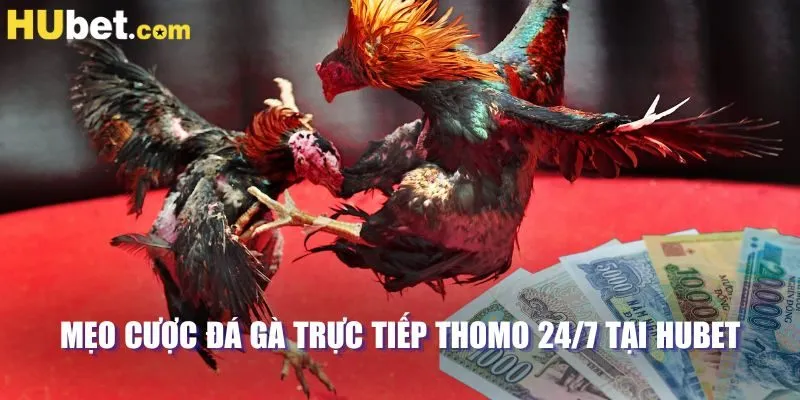 Mẹo cược đá gà trực tiếp thomo 24/7 tại HUBET