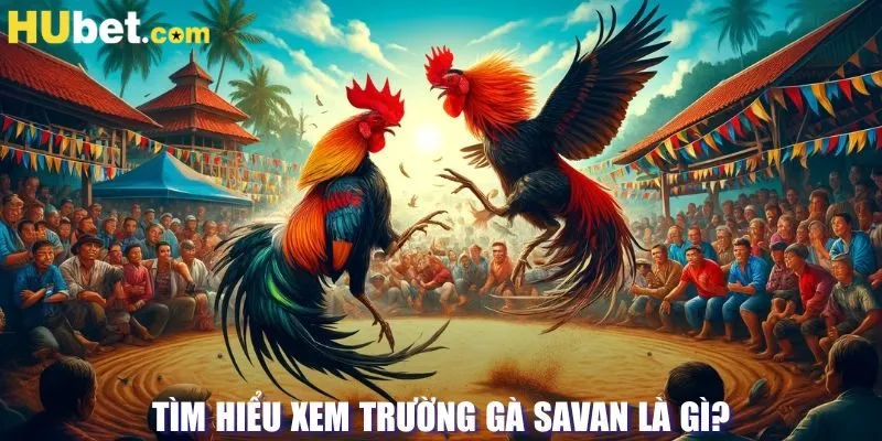 Tìm hiểu xem trường gà Savan là gì?