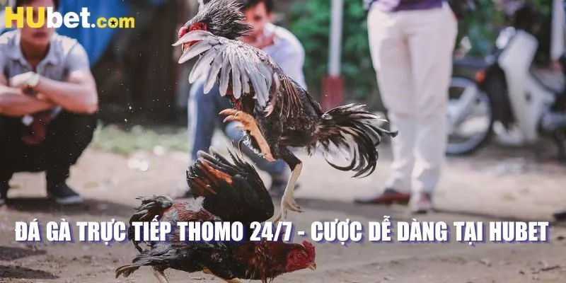 đá gà trực tiếp thomo 24/7