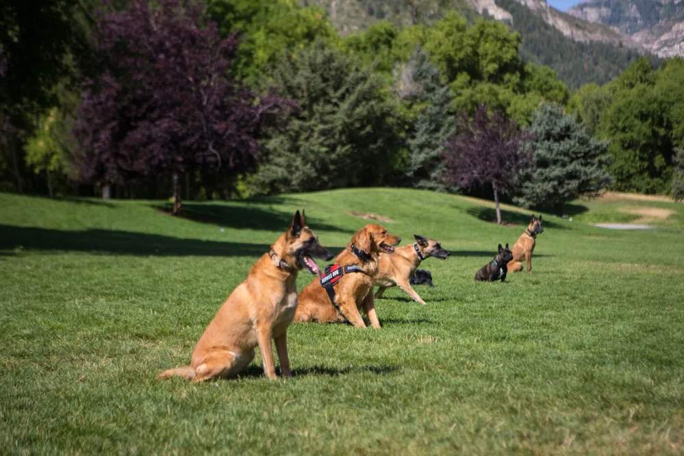 Dog Obedience Instruction Scottsdale for Lasting Results